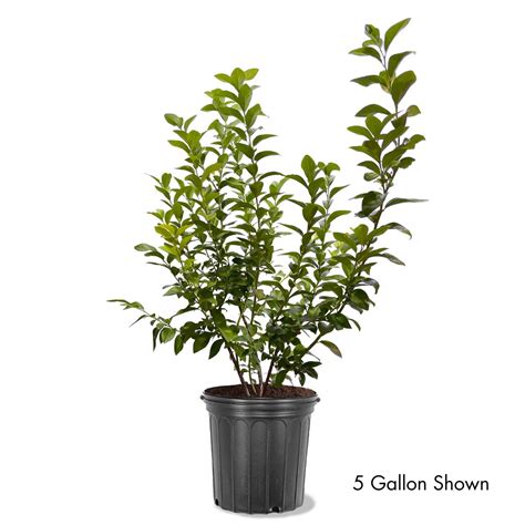 Legacy Blueberry Bushes for Sale at Arbor Day's Online Tree Nursery ...