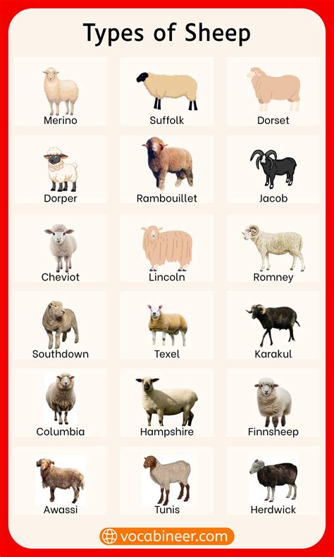 Different Types of Sheep Breeds with their Pictures