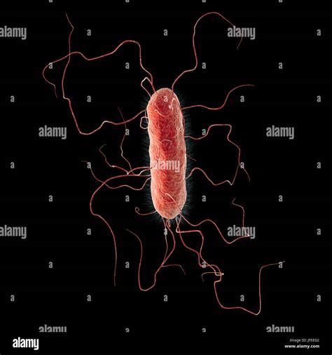 Bacteria proteus vulgaris hi-res stock photography and images - Alamy