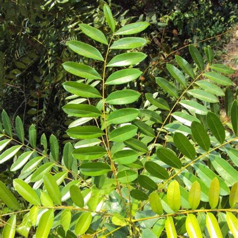 Tree – Santhi Online Plants