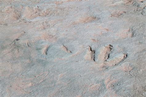 gjhikes.com: Mill Canyon Dinosaur Tracksite