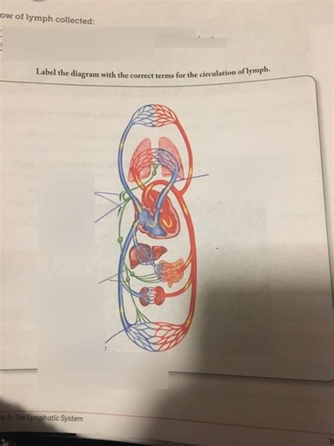 circulation of lymph Diagram | Quizlet