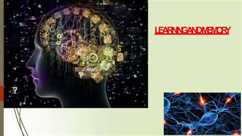 Image result for Learning vs Memory
