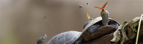 Download wallpaper turtles, butterfly, three, tears, branch, trunk ...