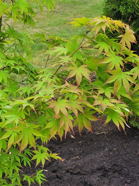 21 of the best japanese maple varieties – Artofit