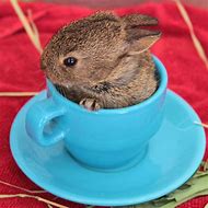 Image result for Carved Cup Bunny