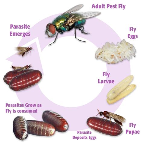 Fly identification guide – Artofit