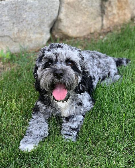 Image result for Gray Cockapoo