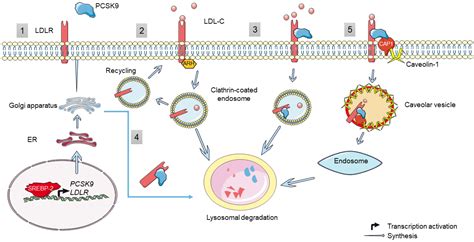 PCSK9 in Liver Cancers at the Crossroads between Lipid Metabolism and Immunity