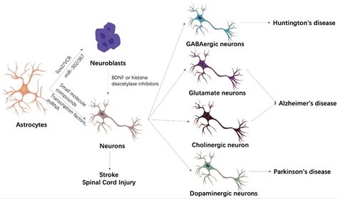 Image result for Astrocyte Neuron Reprogramming
