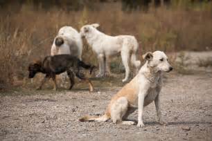 流浪动物,狗,悲哀,白色,褐色正版图片素材下载_ID:154247485 - Veer图库