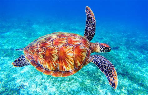 环境dna 的图像结果