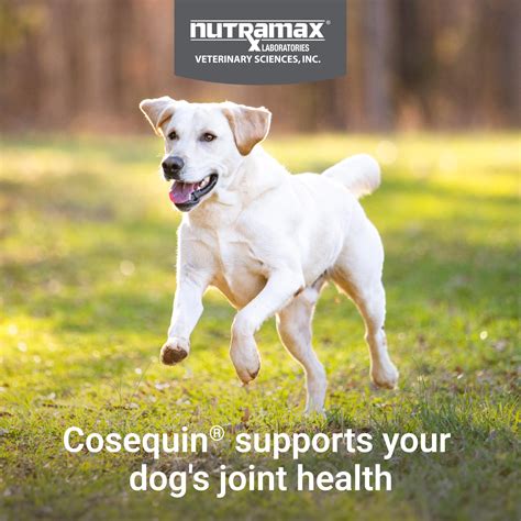 Snapklik.com : Nutramax Cosequin For Dogs Joint Health Supplement ...