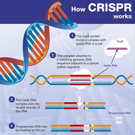 CRISPR Gene-Editing: Revolutionizing Science and Medicine