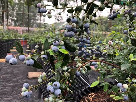 南京这19个水果采摘园，藏着超甜蜜的南京味道！
