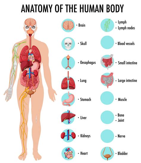 In A Body - Ý Nghĩa, Ví Dụ Câu và Cách Sử Dụng Từ In A Body