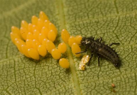 Ladybug Season 2 的图像结果