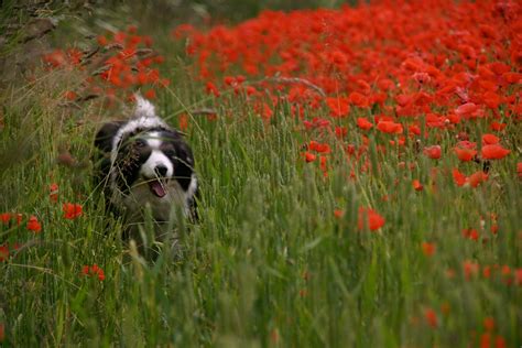 Poppy Fields in England 2024 - Rove.me