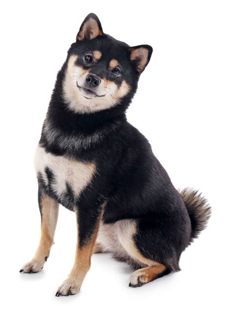 Black and Tan Shiba Inu - A Stunning Companion Dog Breed
