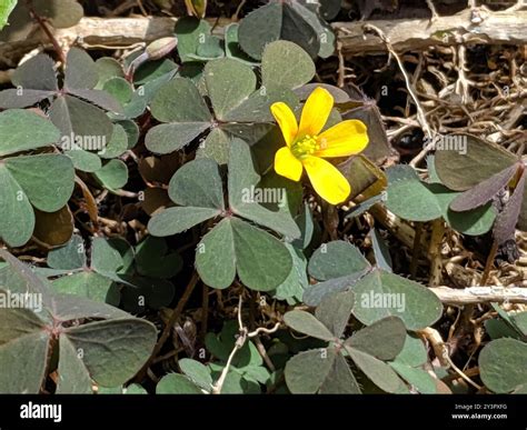 Creeping Woodsorrel (Oxalis corniculata) Plantae Stock Photo - Alamy