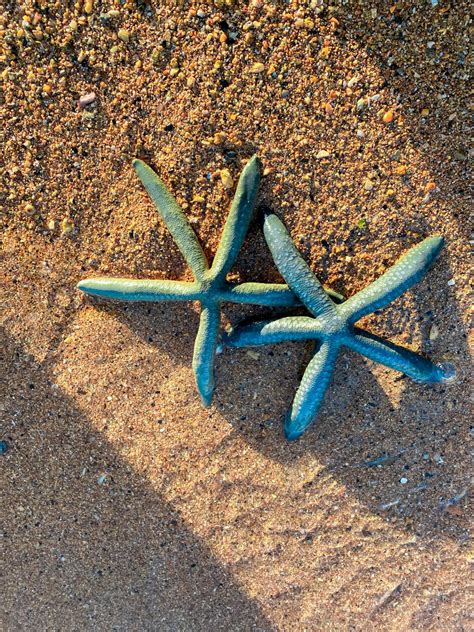 Two Blue Sea Stars on Sandy Beach in Indonesia · Free Stock Photo