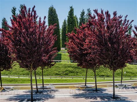 Types Of Trees With Purple Leaves - VNMNM