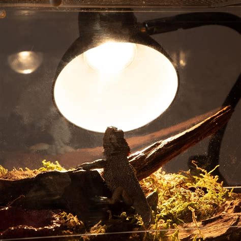 Buy Aggforbl Reptile Heat Lamp 3-Pack UVB Reptile Light,Heat Light Bulb ...