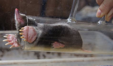 Uncovering the Secrets of Mole Motion - The New York Times