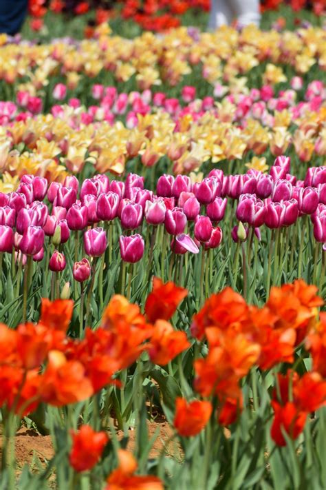 4 Terrific Texas Tulip Farms + Fields (Pick Your Own!)
