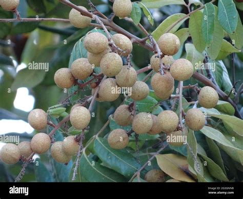 Longan fruit trees are full of longan fruits Stock Photo - Alamy