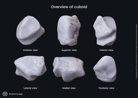 Cuboid bone | Anatomy.app