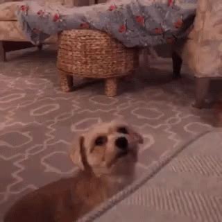 Dog Fondant Tutorial 的图像结果