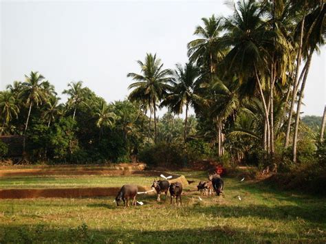 Morjim Tourism (2025) India - Best Places to Visit in Morjim, Morjim ...