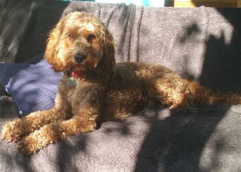 Image result for Straight Hair Cockapoo