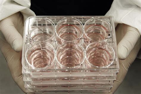 Embryonic Stem Cell Research Does Too Much Good to Be Evil, Says Janet ...