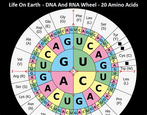 DNA and RNA codon tables Codon Usage 的图像结果