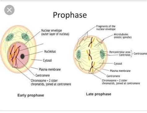 Digram of early prophase in mitosis cell division - Brainly.in