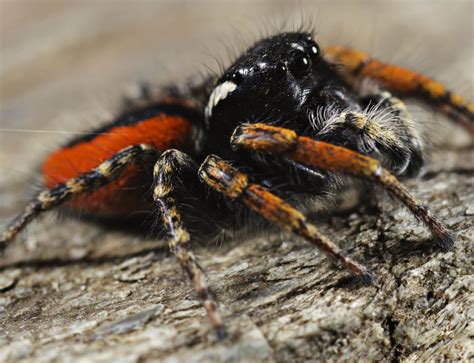 10 COMMON SPIDERS Found in the United Arab Emirates! (2025) - Bird Watching HQ