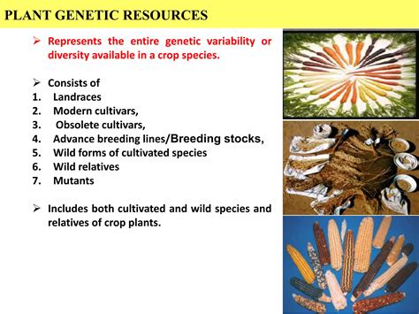 Plant genetic resources their utilization and conservation in crop improvement | PPT
