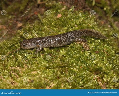Closeup on a Juvenile Japanese Endemic Clouded Salamander, Hynobius Nebulosus Stock Image ...