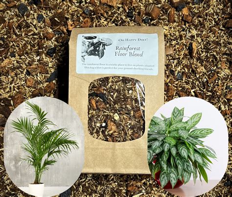 Rainforest Floor Plants