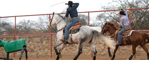 Image result for Team Roping Smarty