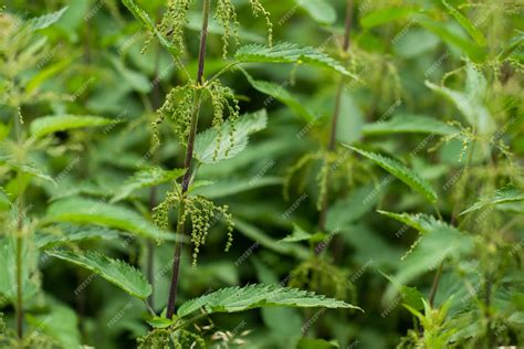 Premium Photo | Stinging nettles or urtica medical herb close up ...