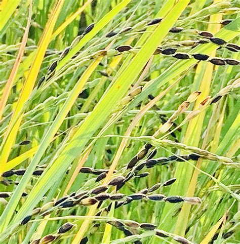 Red Paddy Seeds-Navara – Vintage Farmers