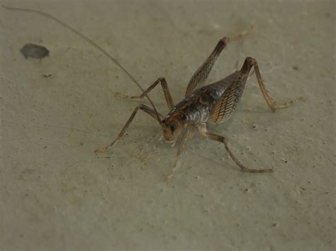 Mormon Crickets 的图像结果