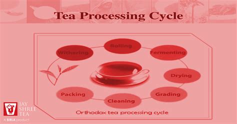 Have a Glimpse at the Different Tea Processing Techniques – Jayshree Tea