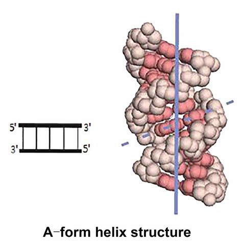 RNA Chain 的图像结果
