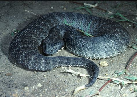 The Common Death Adder Snake: Facts, Info & Treatment | STC
