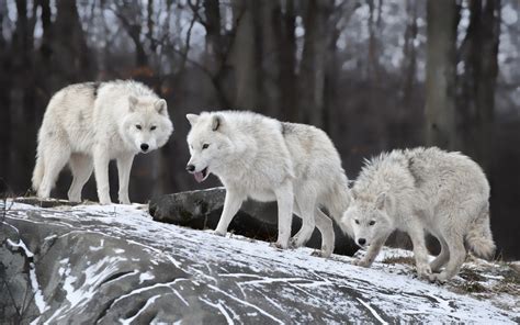 Wolves in Nature 的图像结果