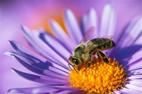 Bees Pollinate Flowers As They Collect Nectar | Best Flower Site